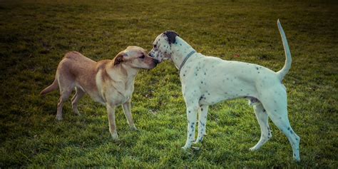 Le sexe et laccouplement chez le chien